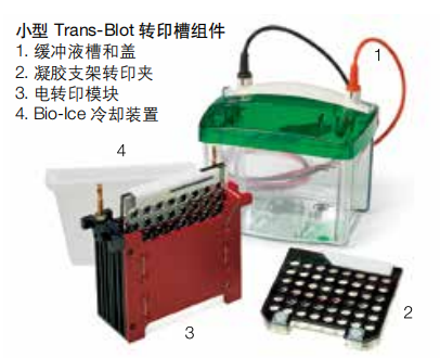 美國伯樂 雙向電泳系統(tǒng)（電轉印系統(tǒng)）